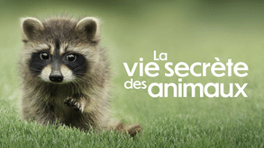La vie secrète des animaux sur APPLE TV+ sur Apple TV+